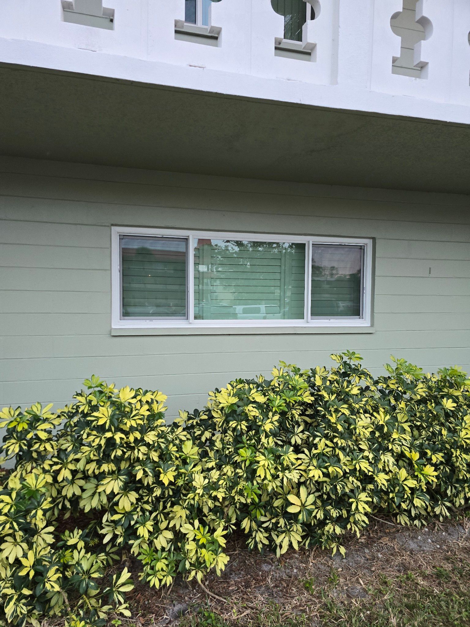 Window on a light green building with green and yellow bushes in front.