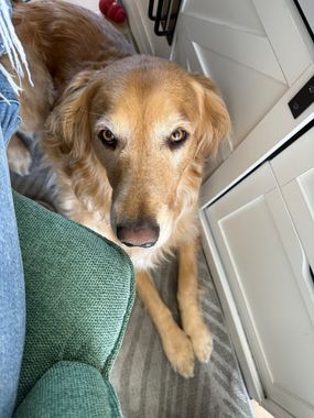 Golden retriever lying on a chair, looking up with a calm expression indoors.