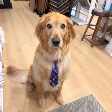 Golden retriever wearing a purple tie sits indoors on a wood floor and looks at the camera.
