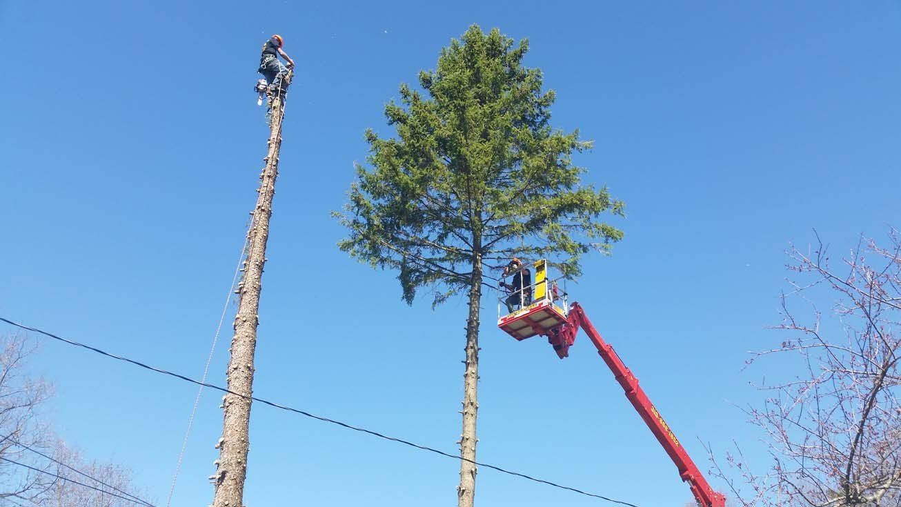 Tree Services