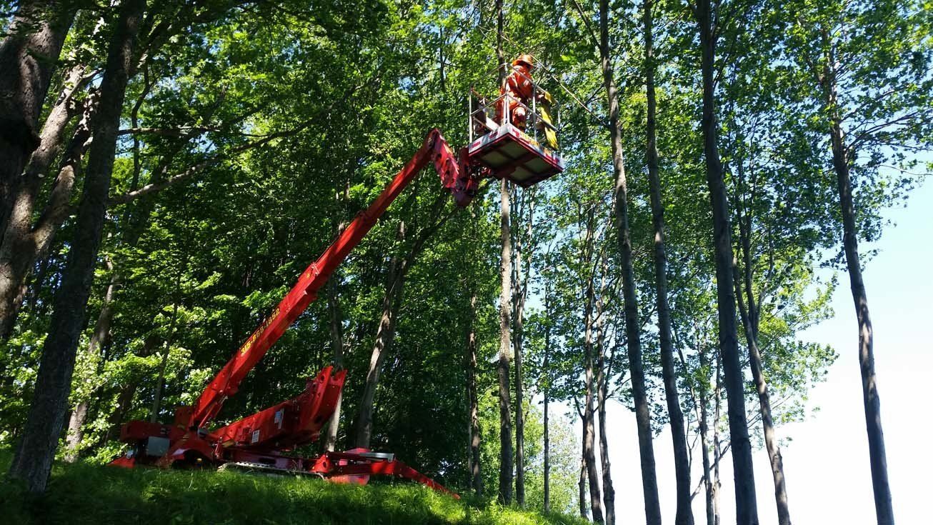 Tree Services