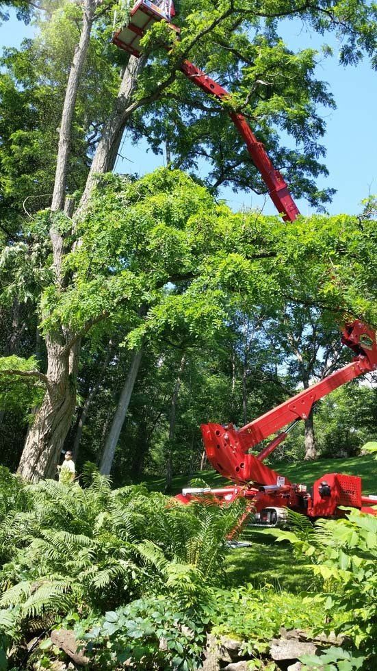Tree Services