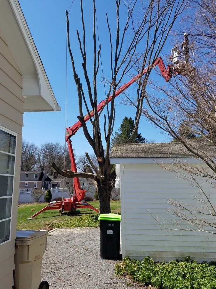 Tree Services