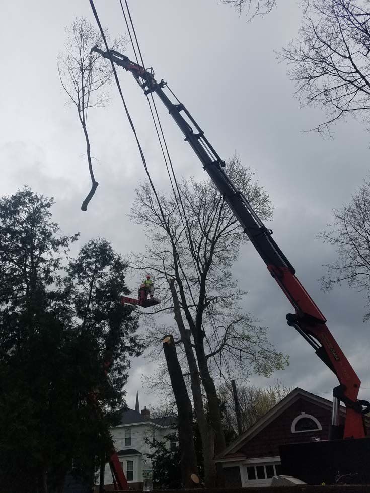 Tree Services