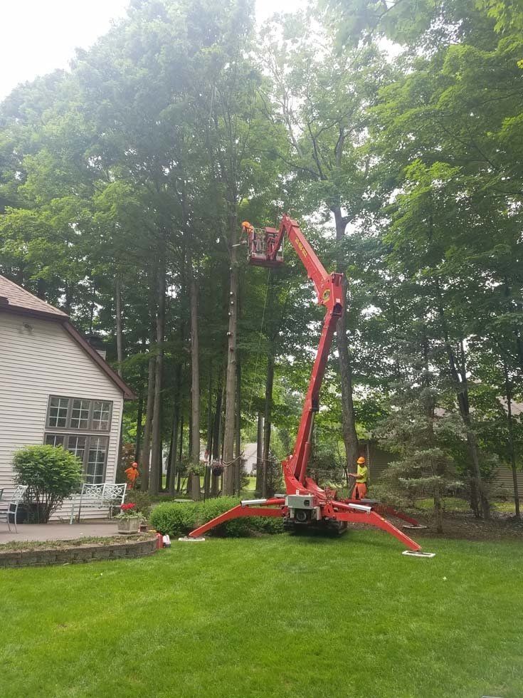 Tree Services