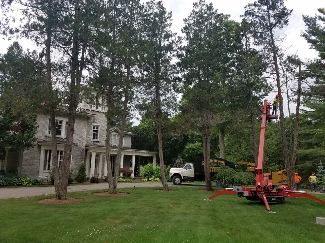 Tree Services