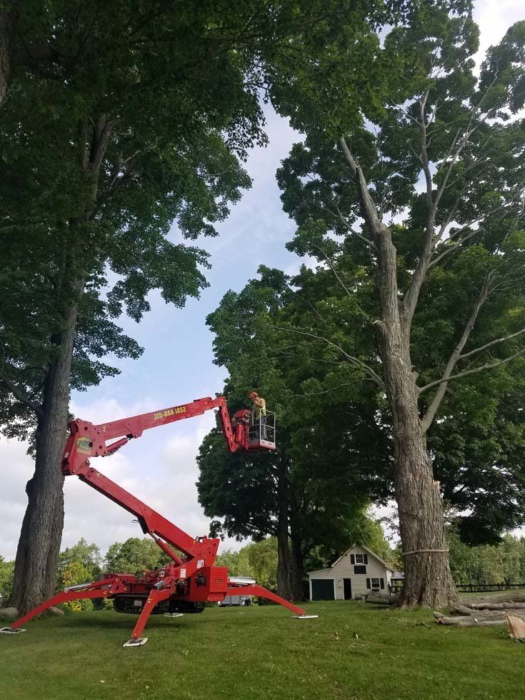 Tree Services