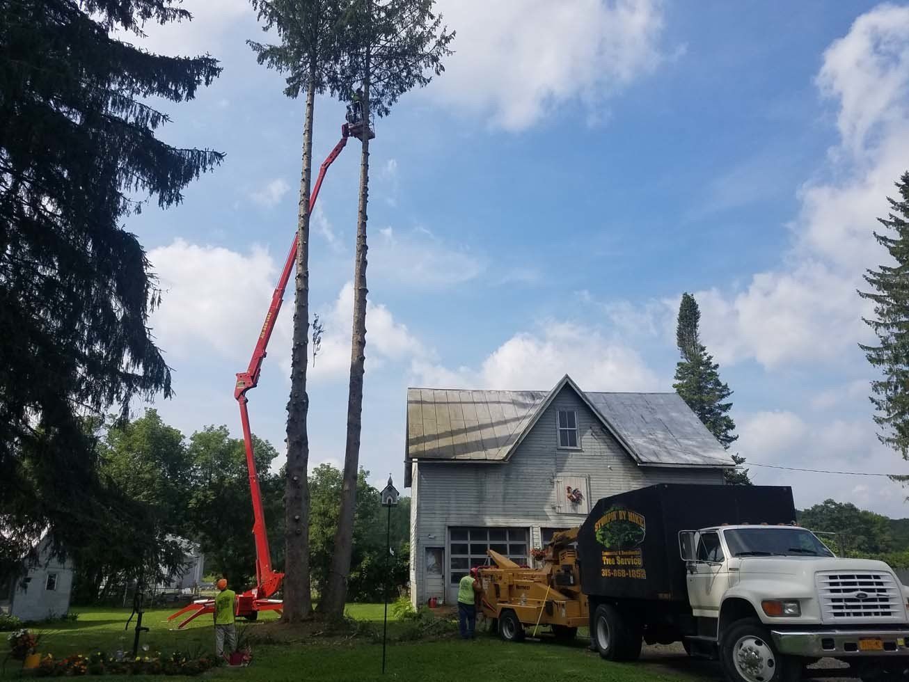Tree Services