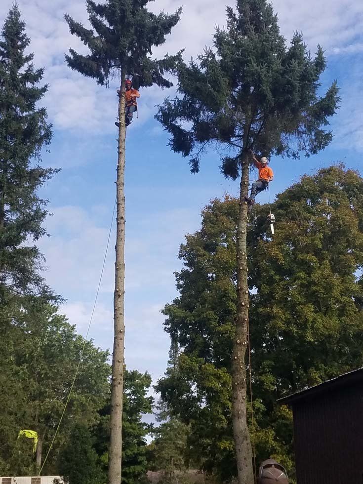 Tree Services