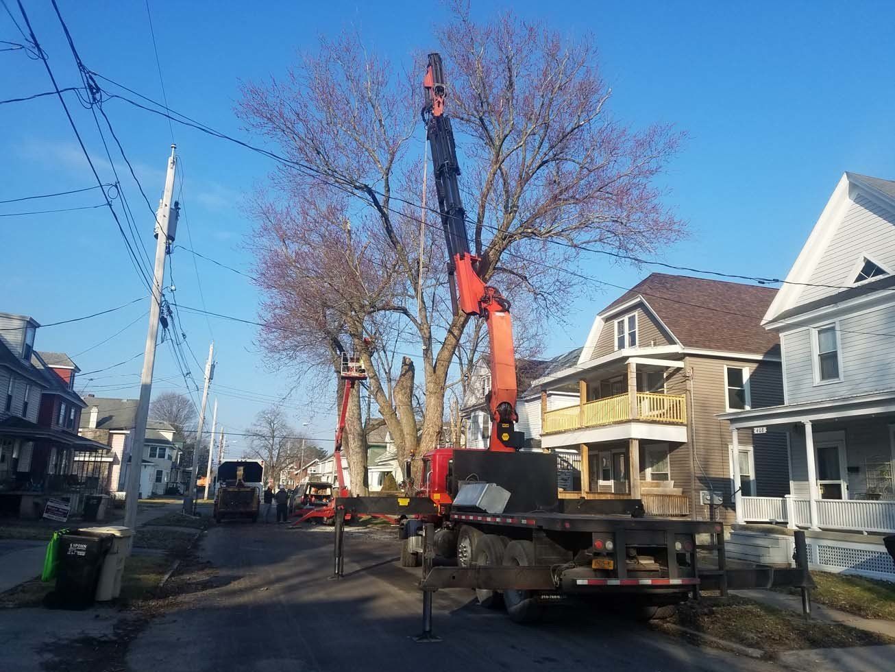 Tree Services