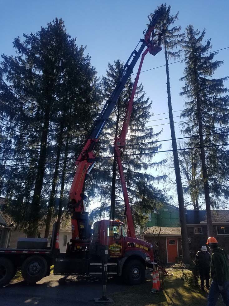Tree Services