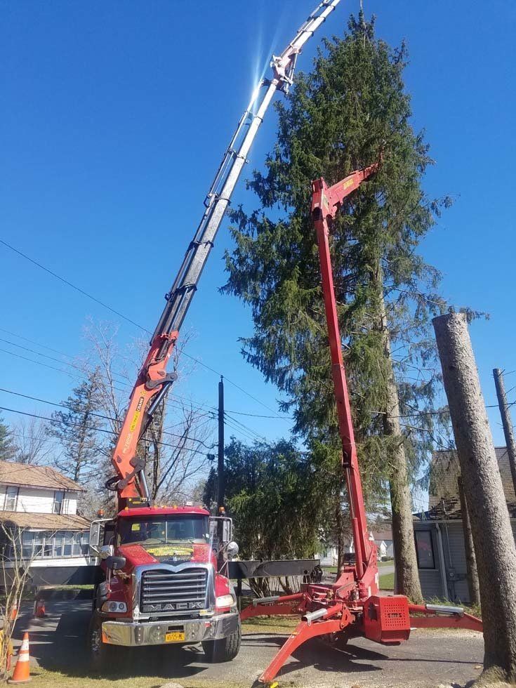 Tree Services