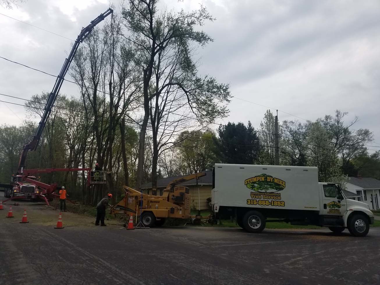 Tree Services