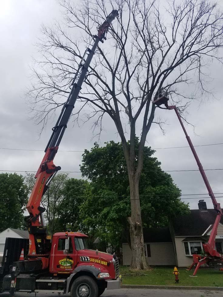 Tree Services
