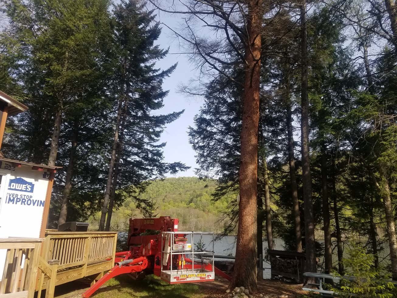 Tree Services