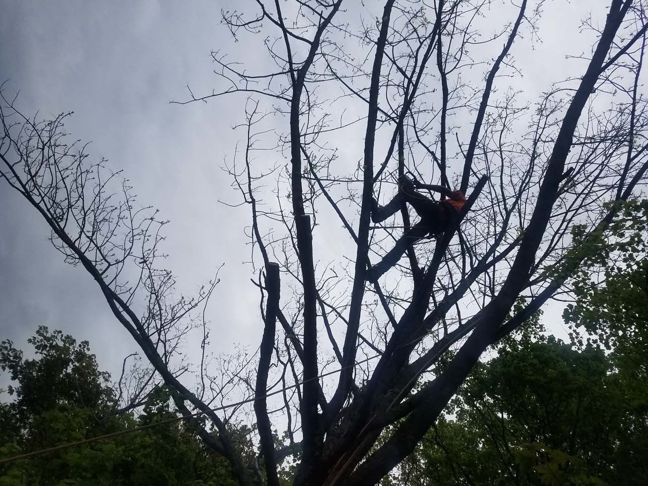 Tree Services