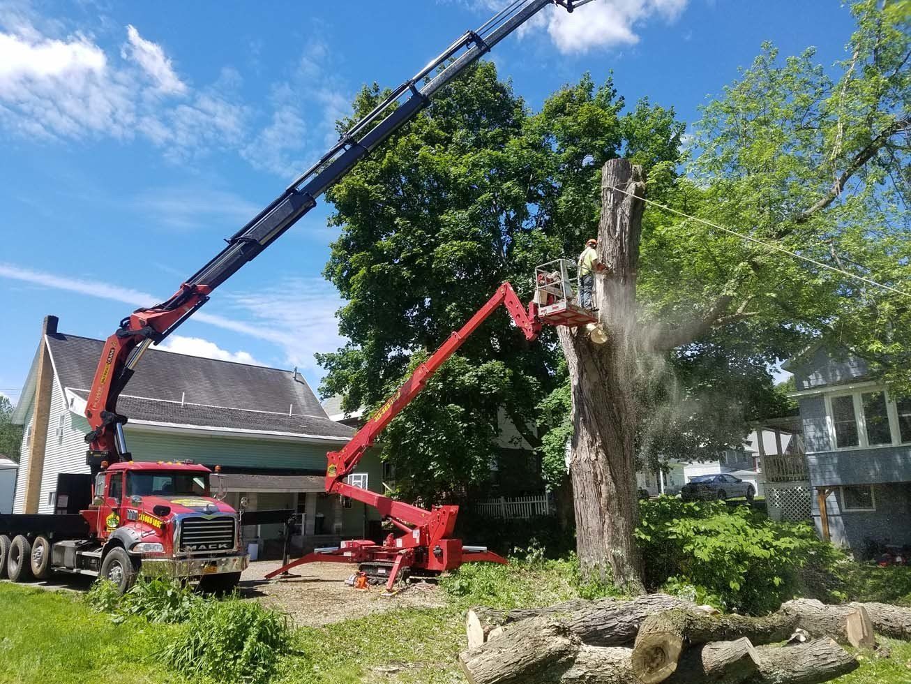 Tree Services