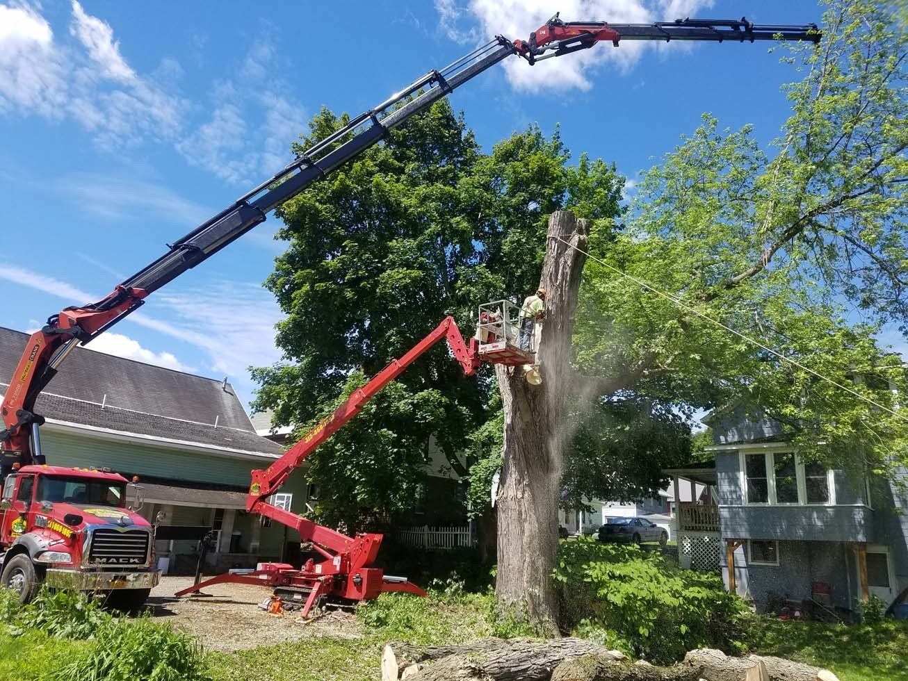 Tree Services
