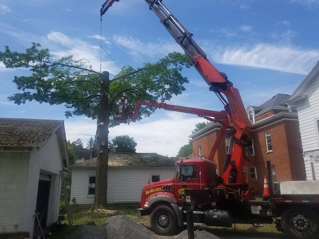 Tree Services