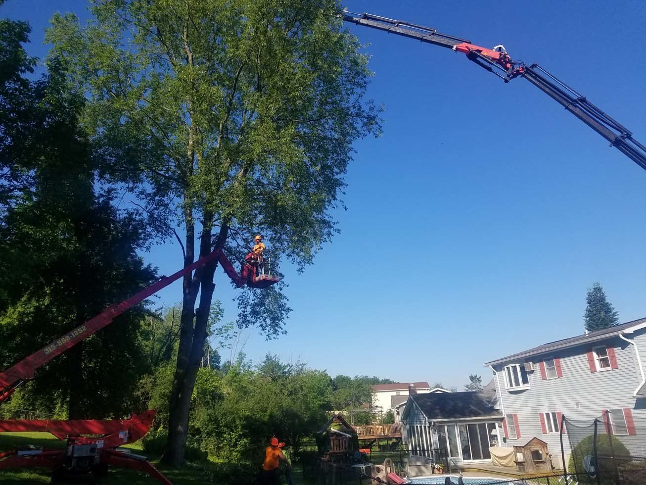 Tree Services