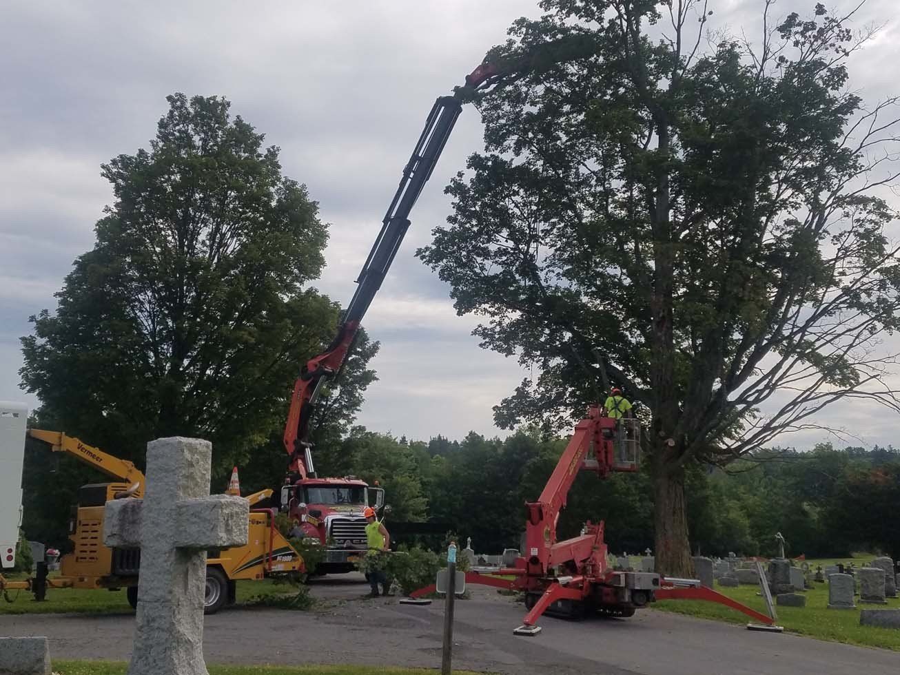 Tree Services