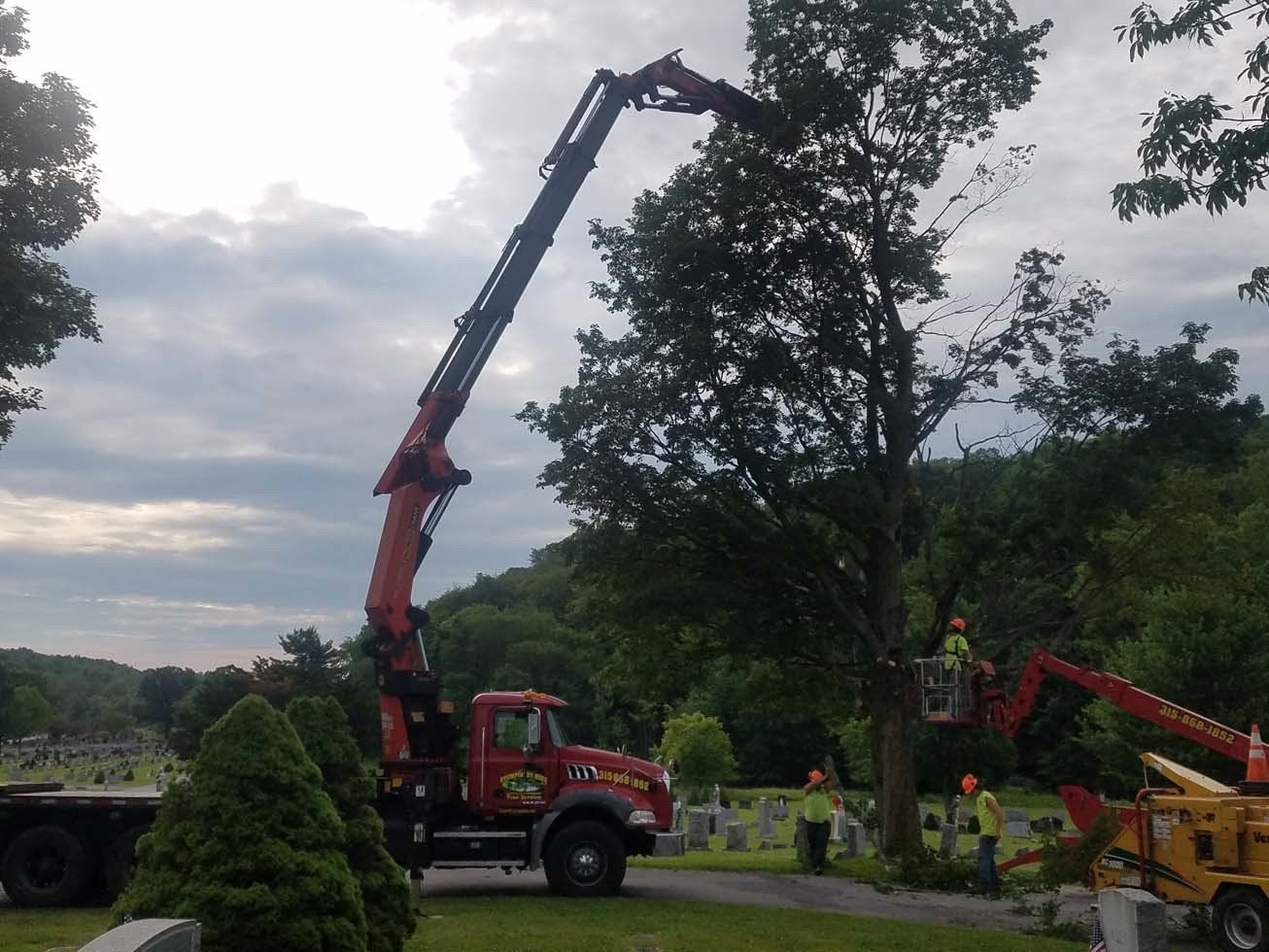 Tree Services
