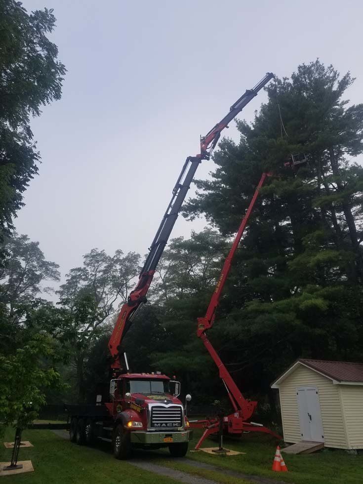 Tree Services