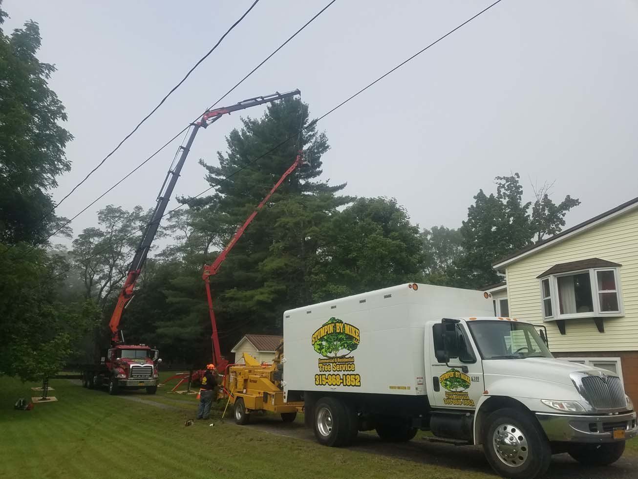Tree Services