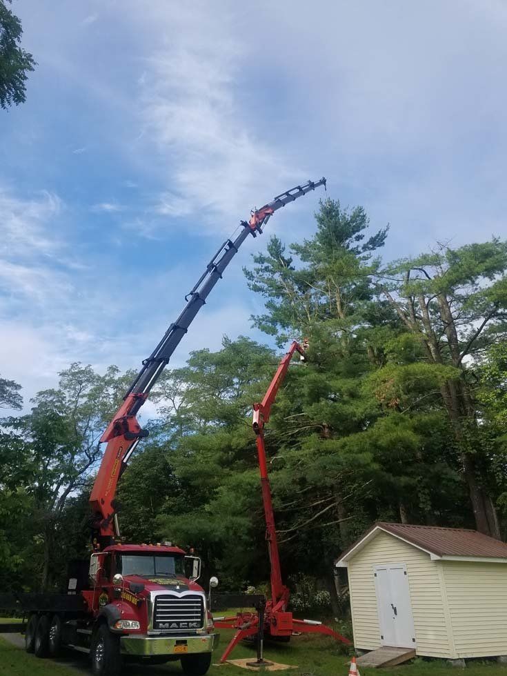 Tree Services