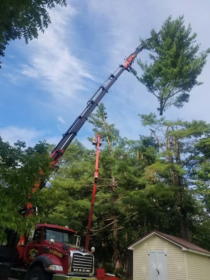 Tree Services