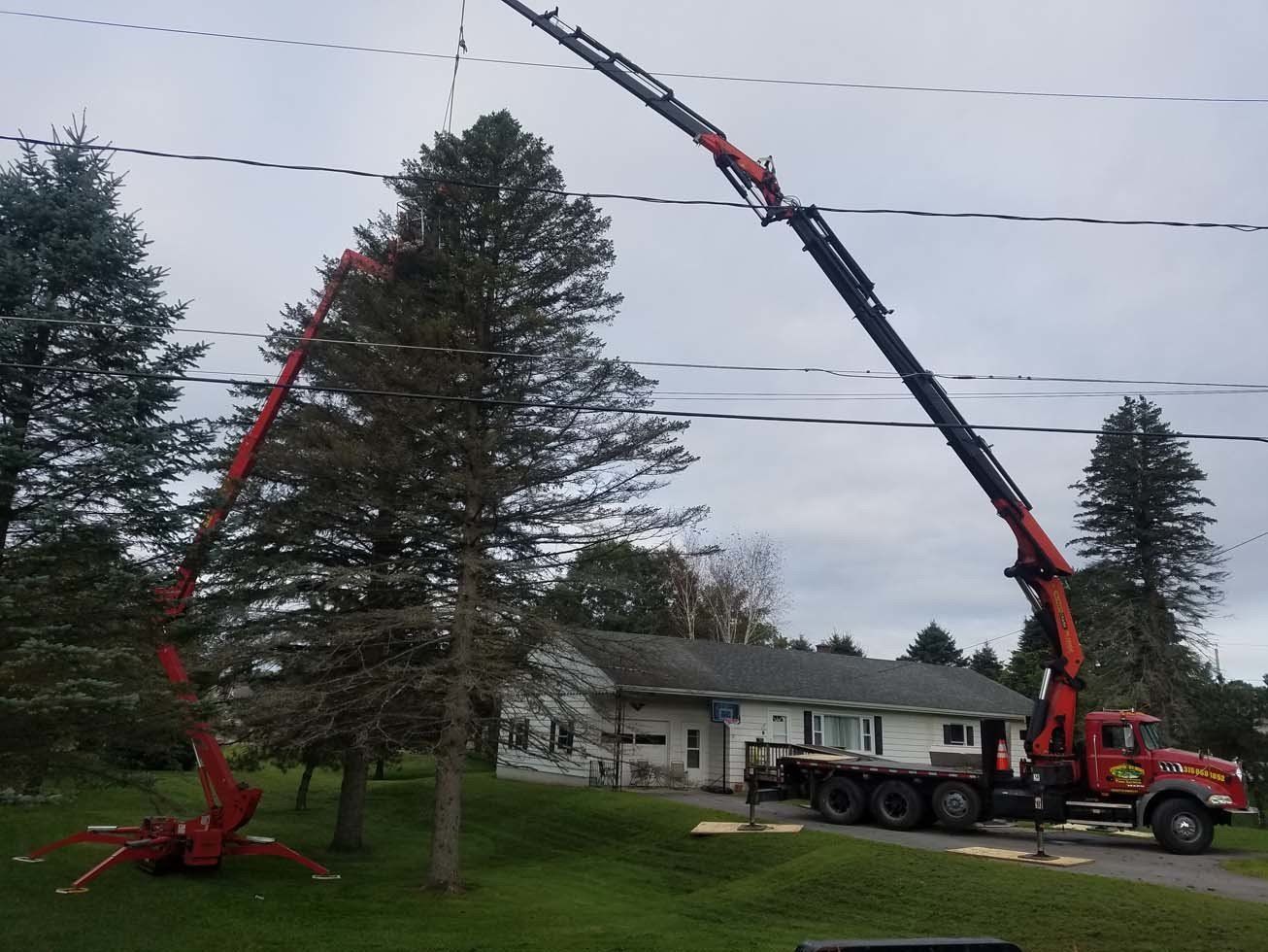 Tree Services