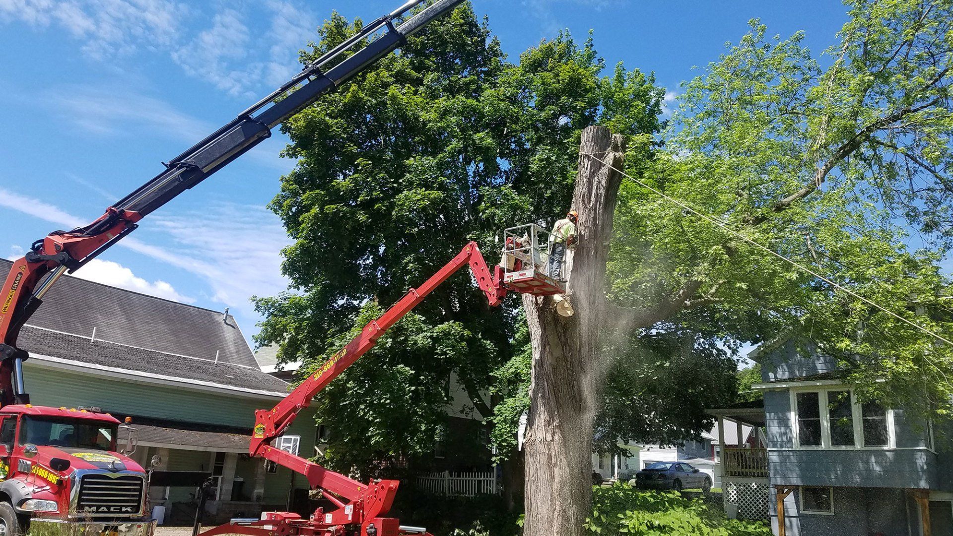 Tree Services