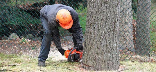 Tree removal service