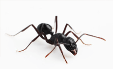 Black carpenter ant
