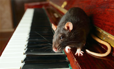 A rat on a piano