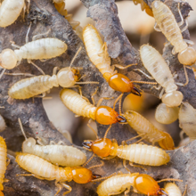 Swarm of termites