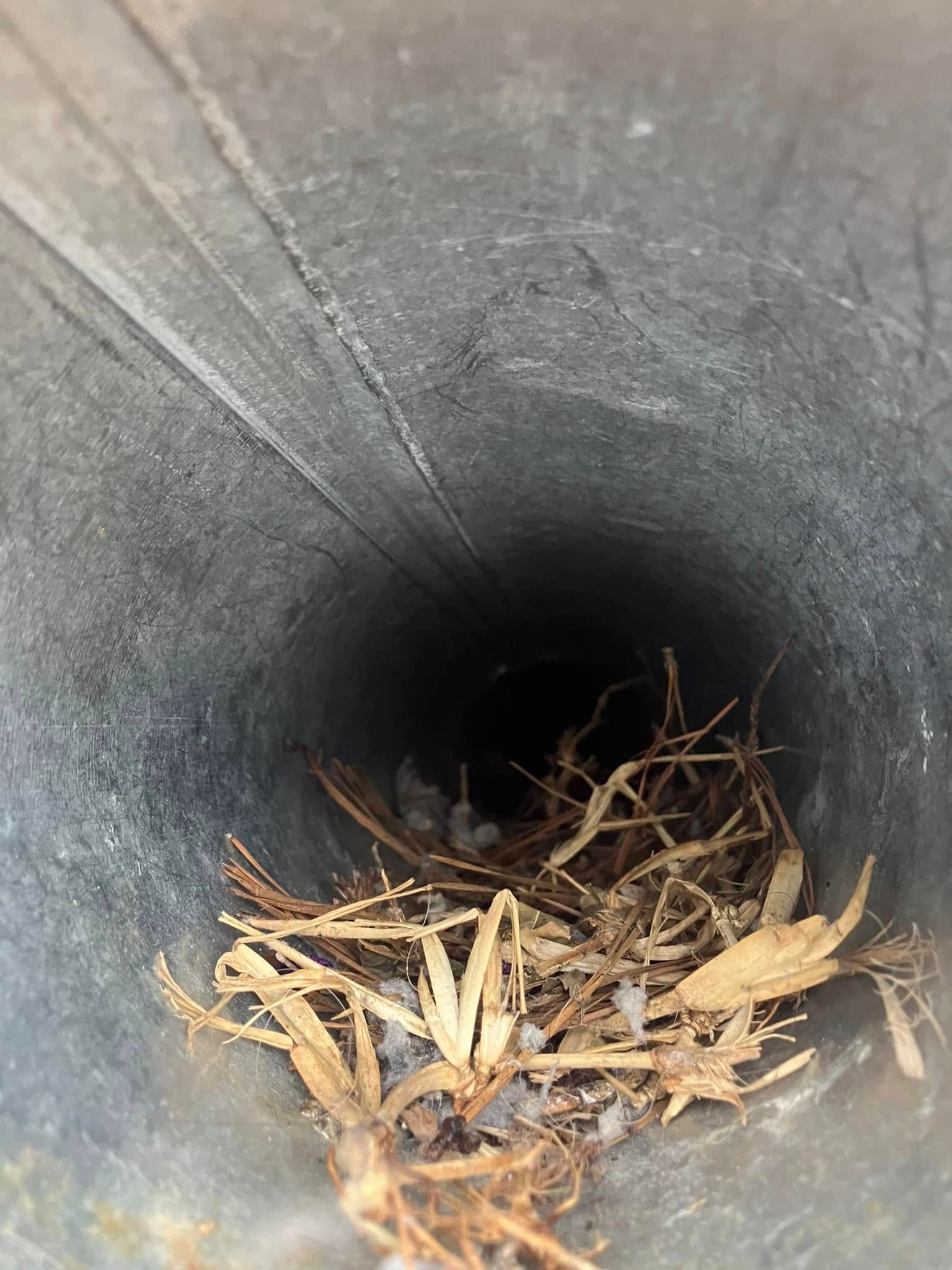 A bird nest is sitting in the bottom of a metal pipe.