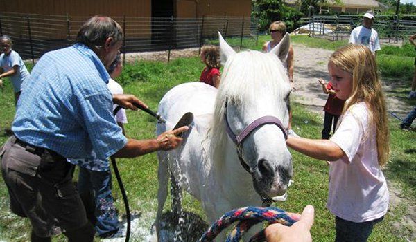 Horse grooming