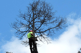 Tree trimming