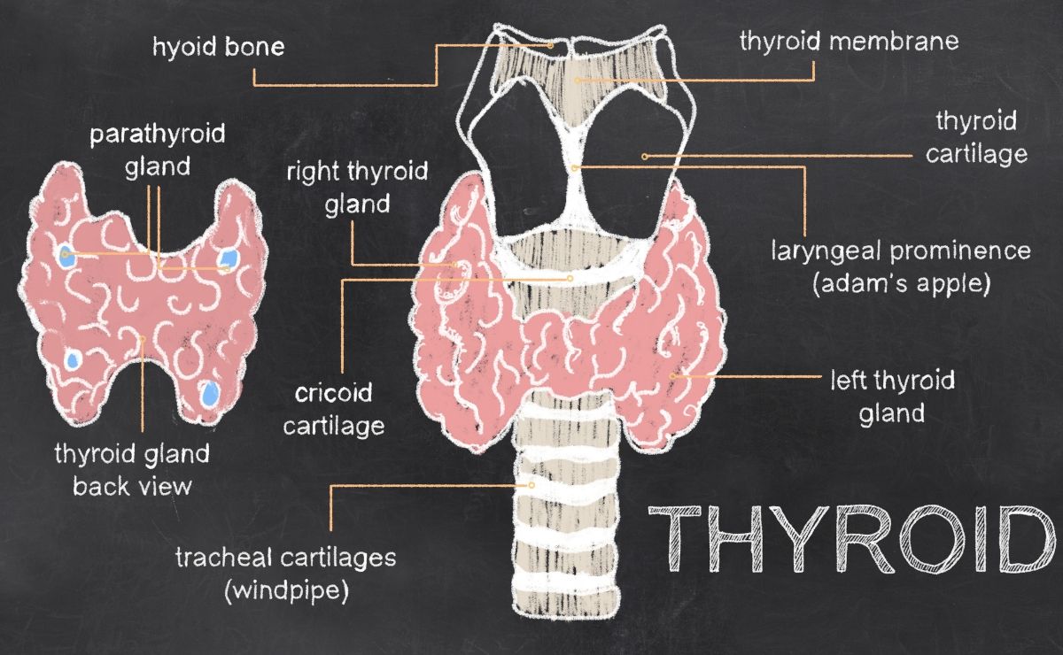 Thyroid gland illustration