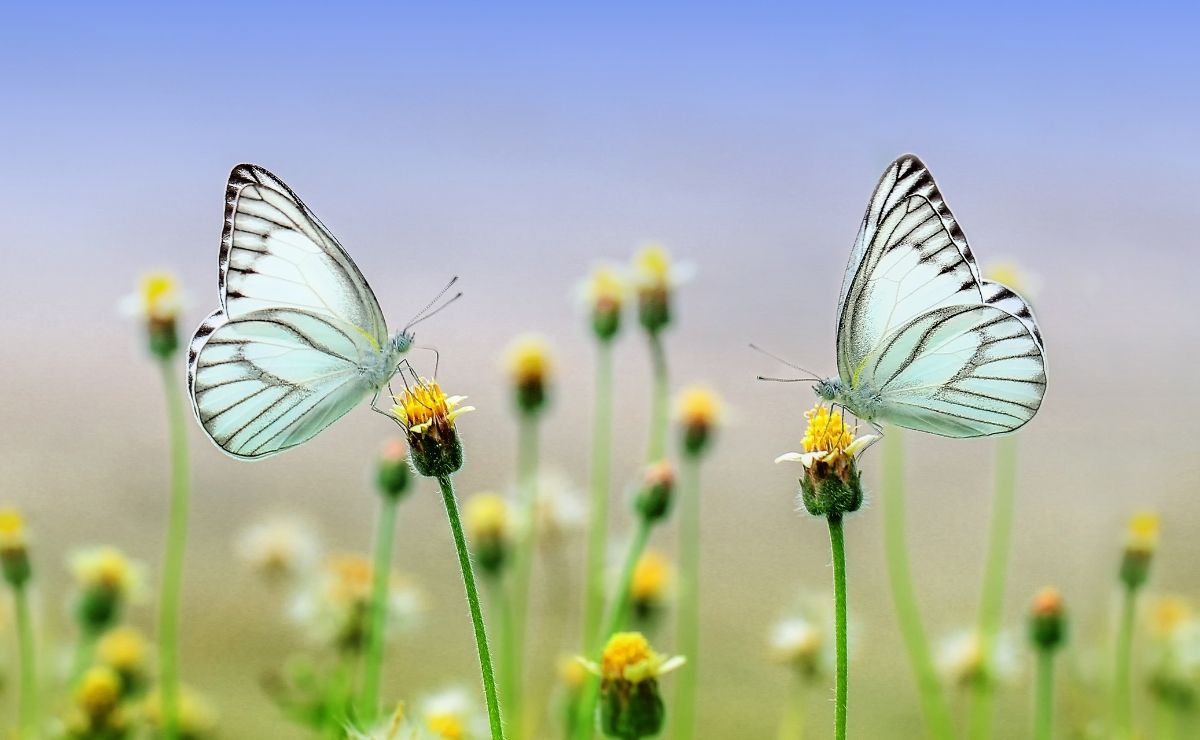 blue butterflies on yellow flowers