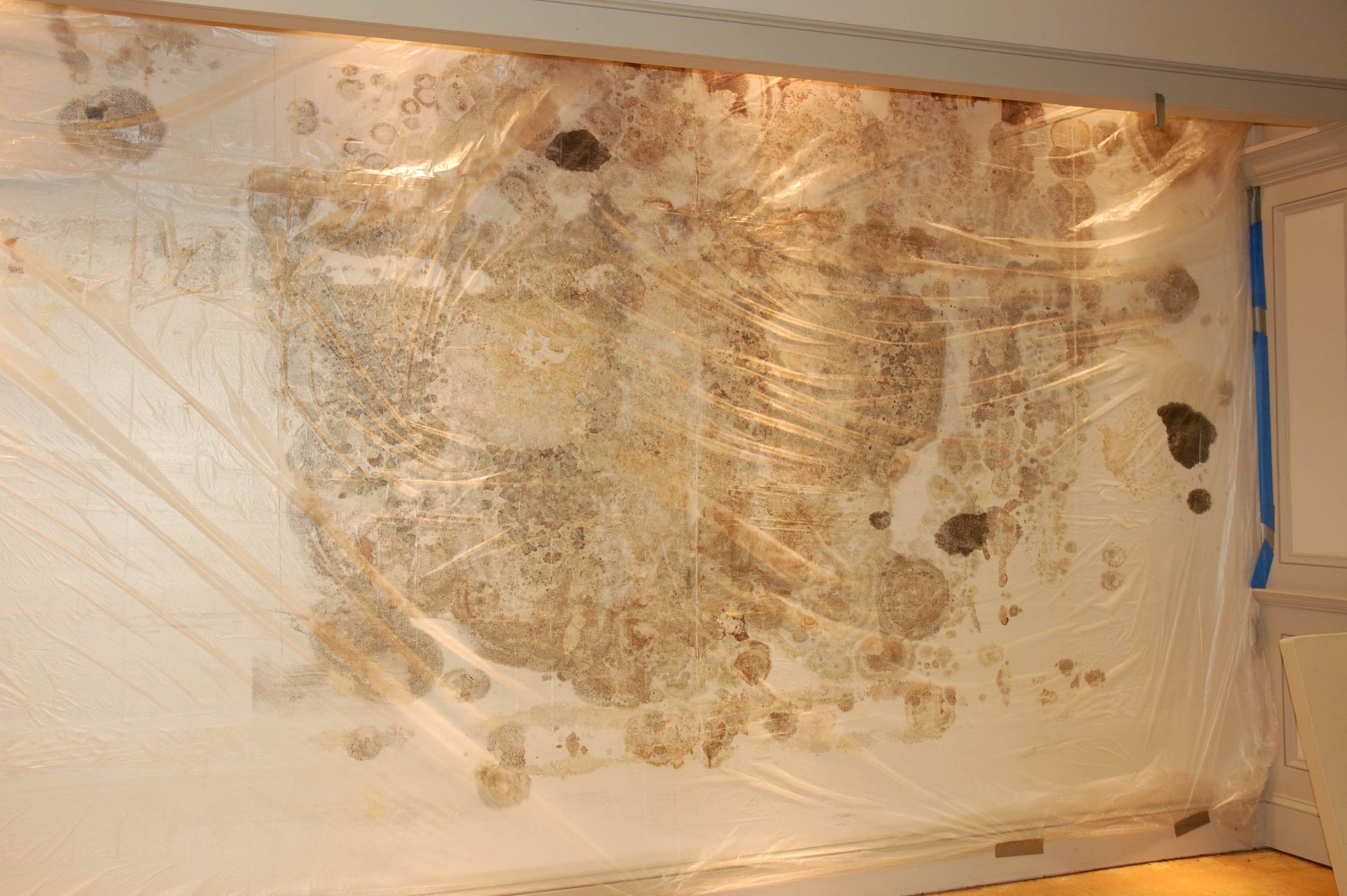 mold removal company