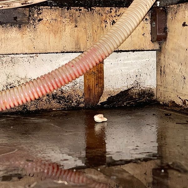 Dirty flooded basement floor with a small white object and a pink hose overhead