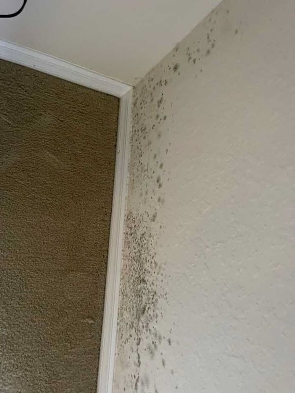 Mold spots along a white wall corner near the ceiling and door frame