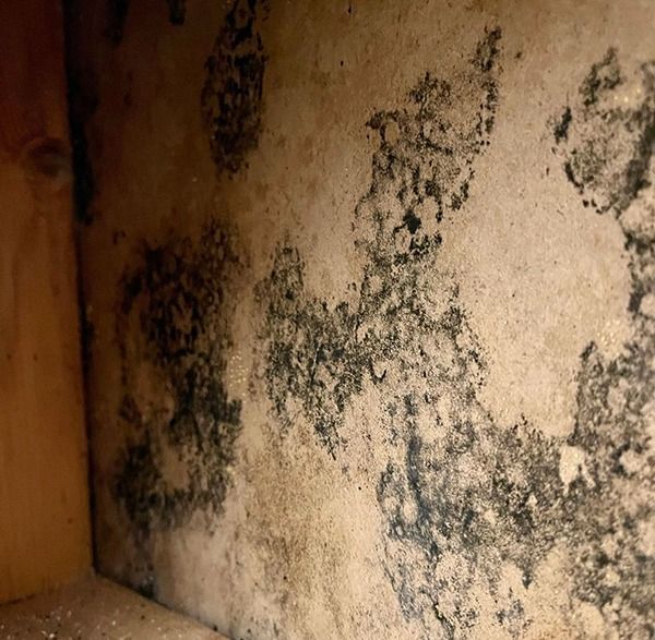 Black mold patches on a beige wall inside a wooden cabinet or closet.