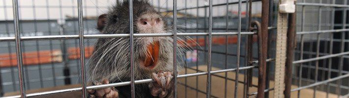 Rat screaming in cage