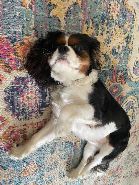 A tricolor Cavalier King Charles Spaniel lying on its back on a colorful, patterned rug, looking toward the camera.