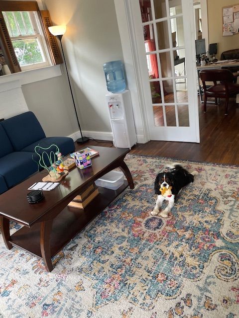 A black and white dog with a yellow toy lies on a patterned rug in a living room near a coffee table and blue sofa.