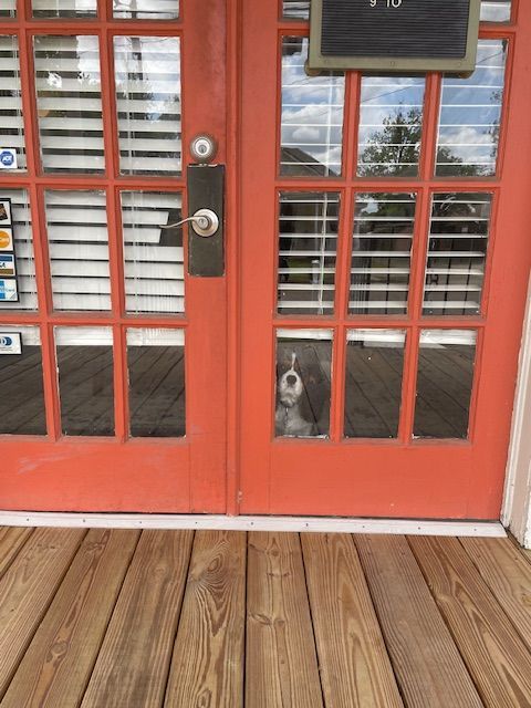 A small dog peers through a pane of glass in a bright red double door on a wooden porch.