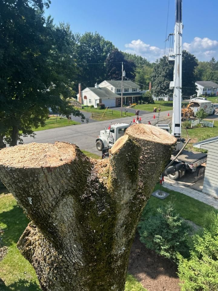 Tree trunk cut down, crane in background, street with houses. Sunny day.